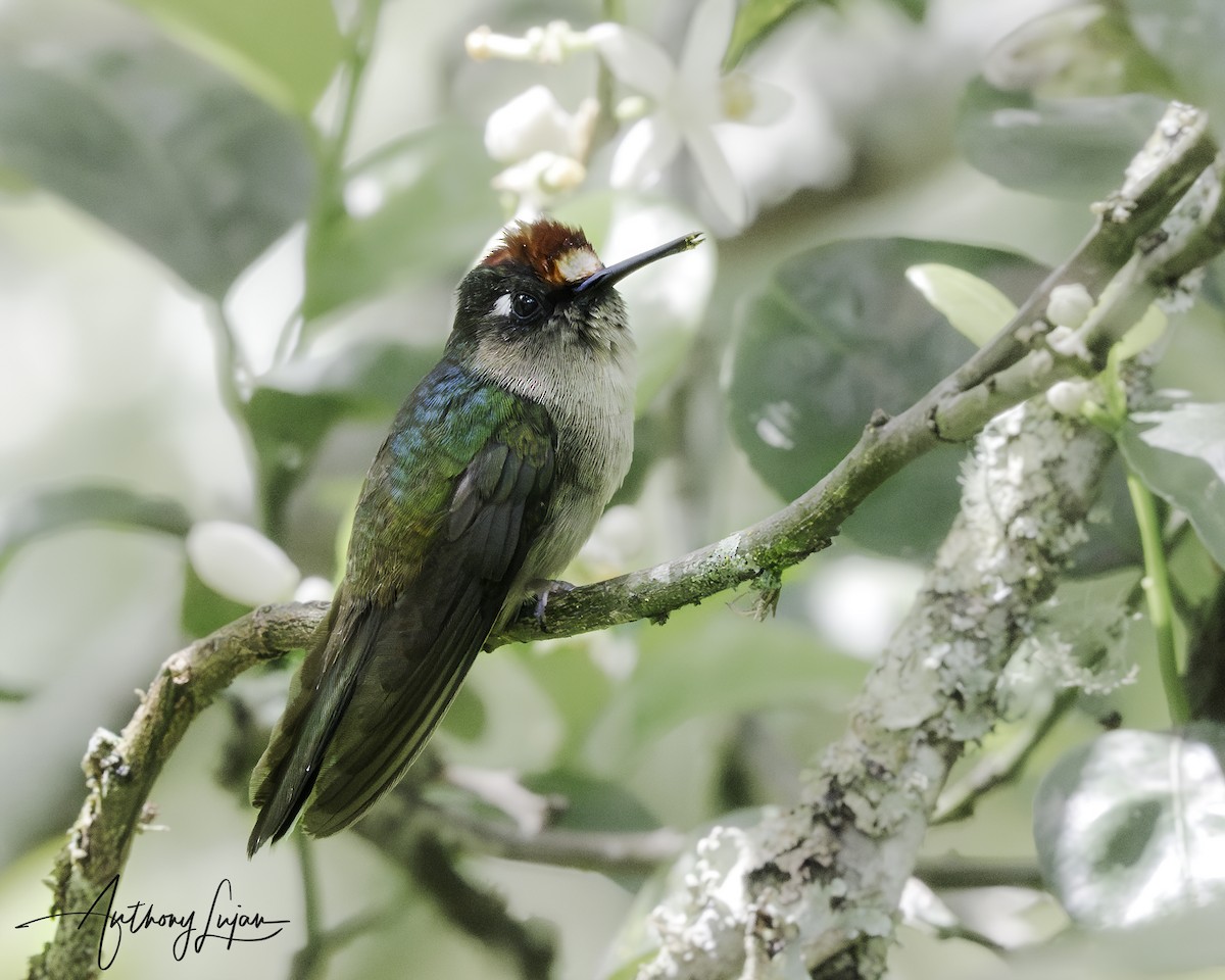 Tolima Blossomcrown - Anthony Lujan