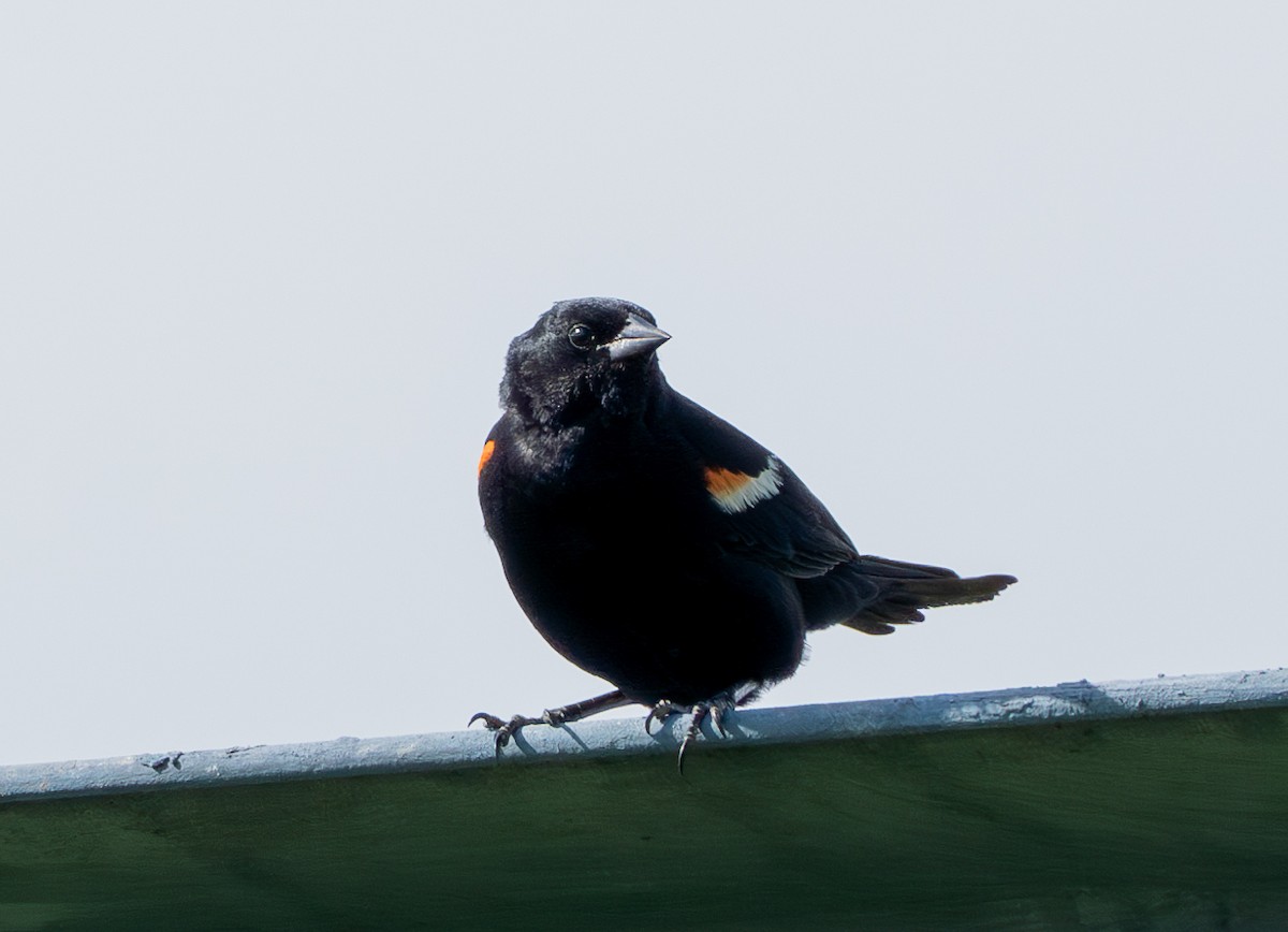 Red-winged Blackbird - ML620604269