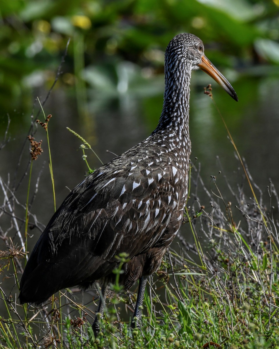 Limpkin - ML620604271