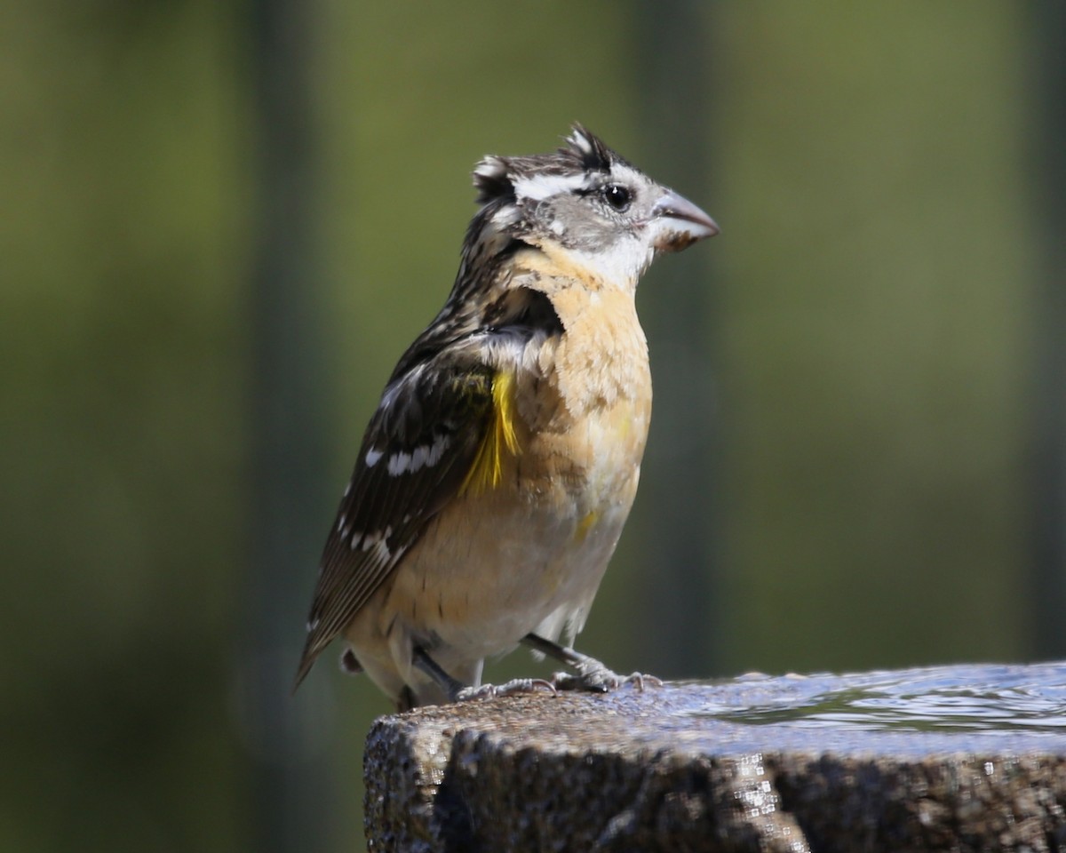 Black-headed Grosbeak - Linda Dalton