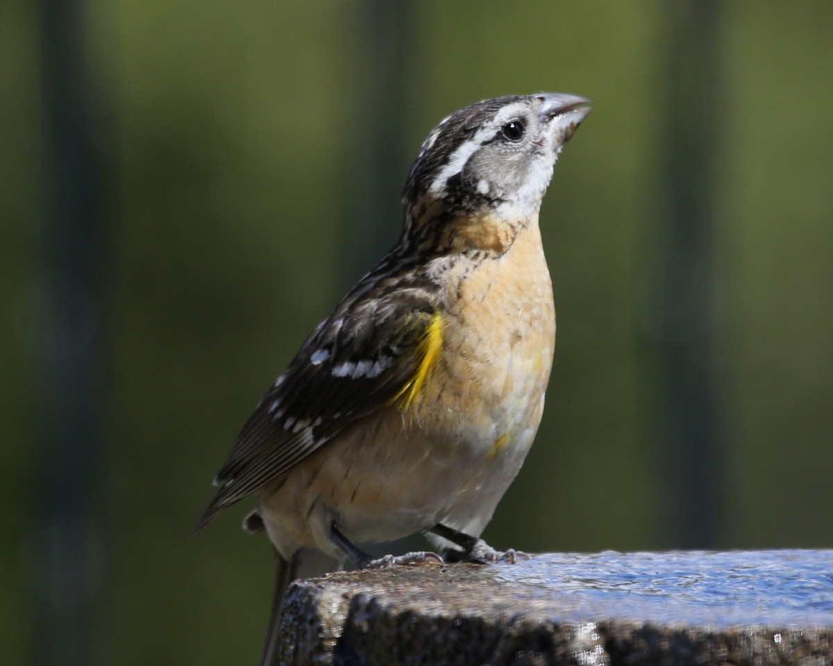 Black-headed Grosbeak - ML620604276