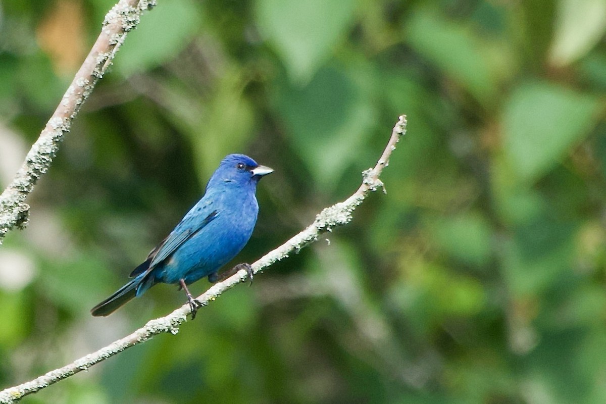 Indigo Bunting - ML620604279