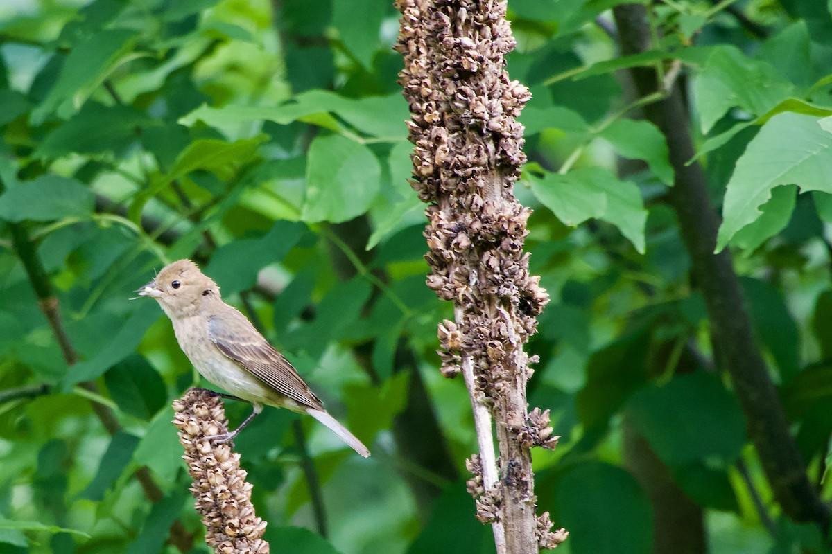 Indigo Bunting - ML620604280