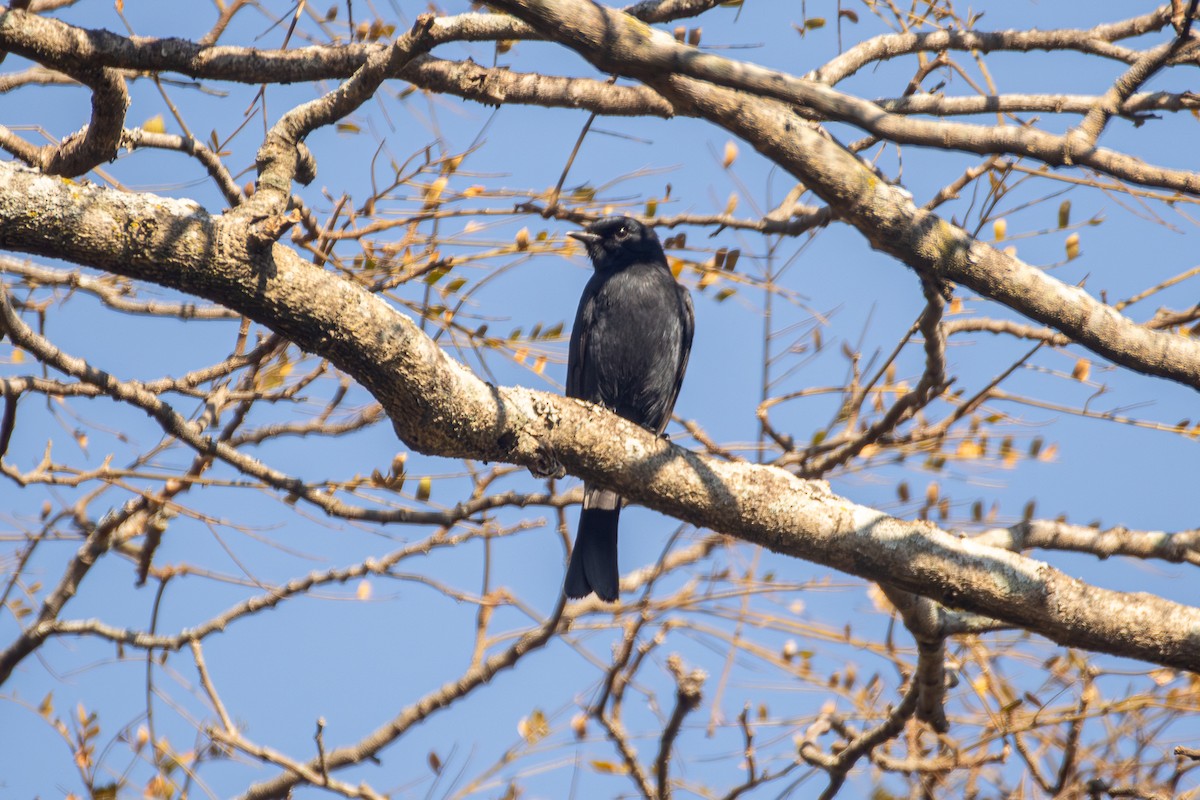 Square-tailed Drongo - ML620604284