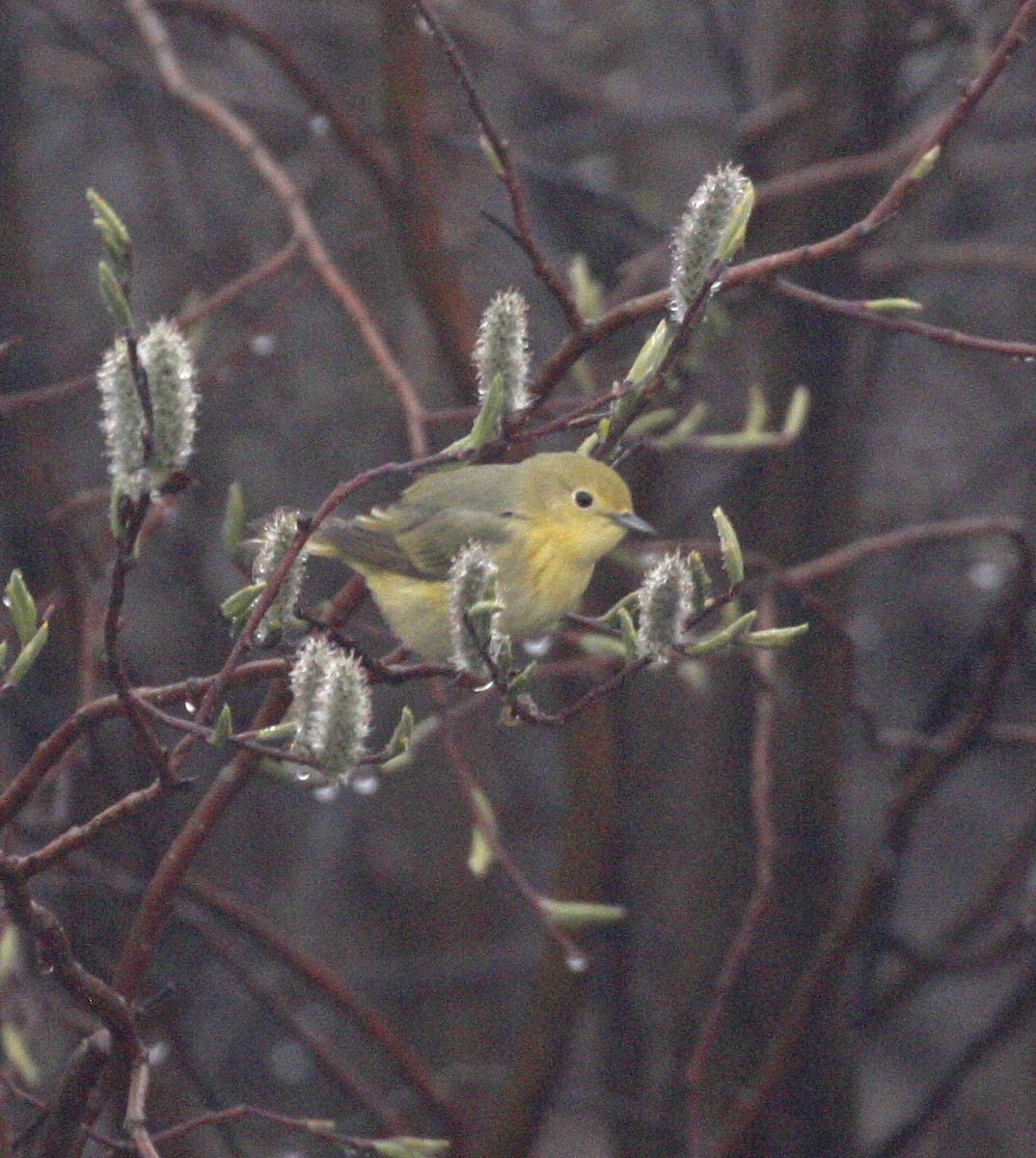 Yellow Warbler - Bruce M. Di Labio