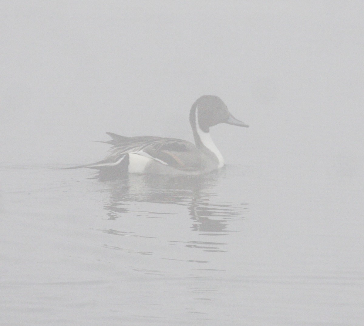 Northern Pintail - ML620604289