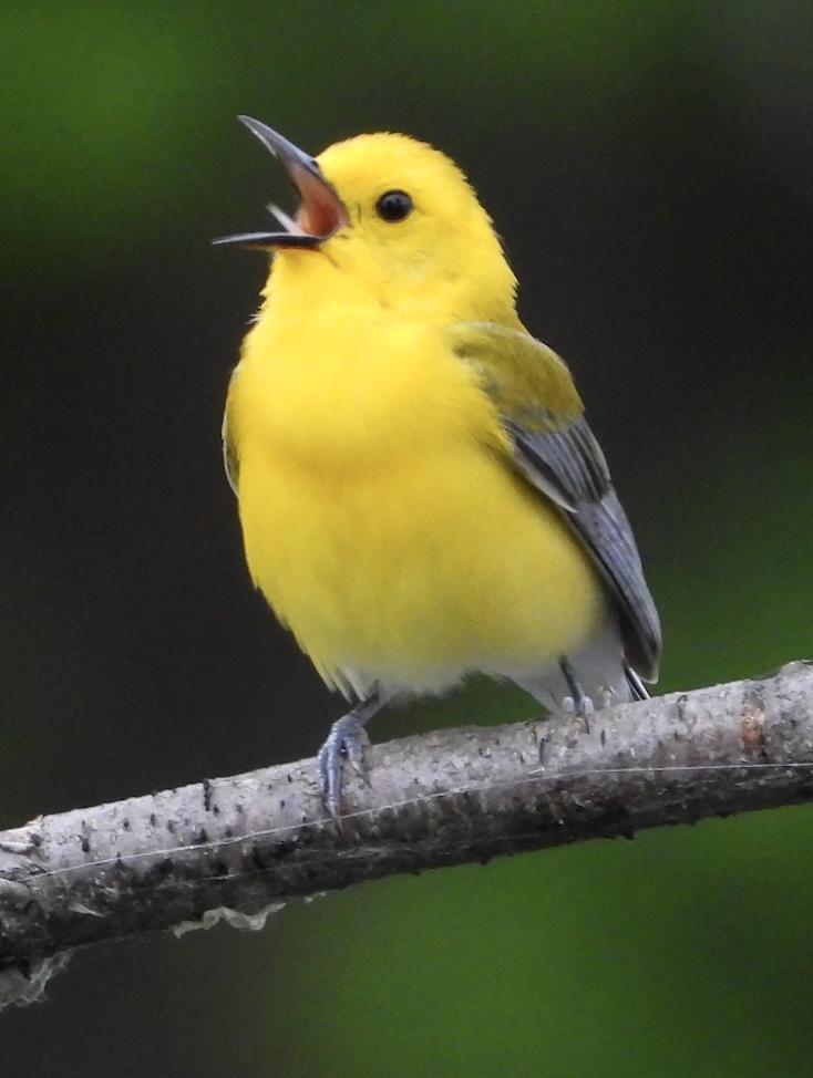 Prothonotary Warbler - ML620604290