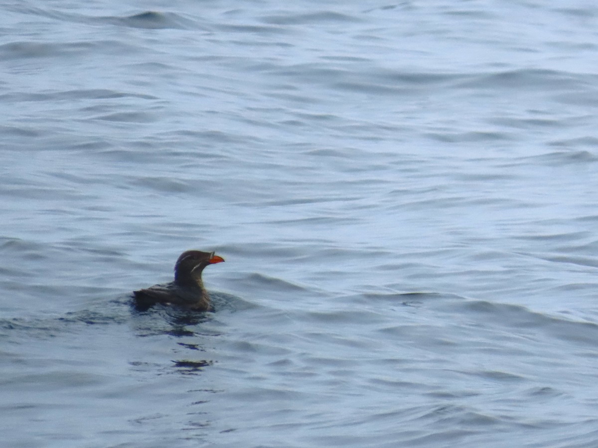 Rhinoceros Auklet - ML620604292