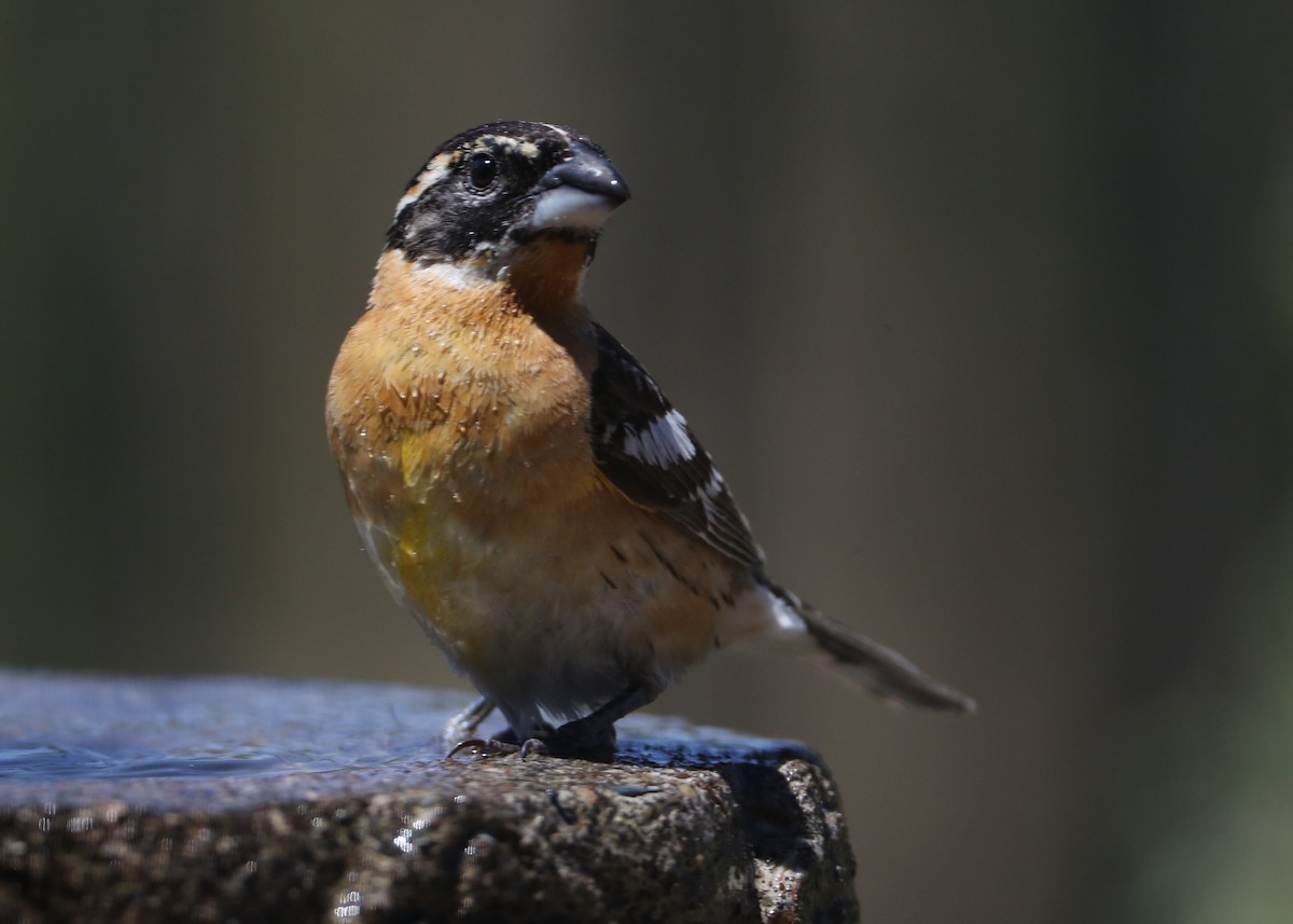 Black-headed Grosbeak - ML620604296