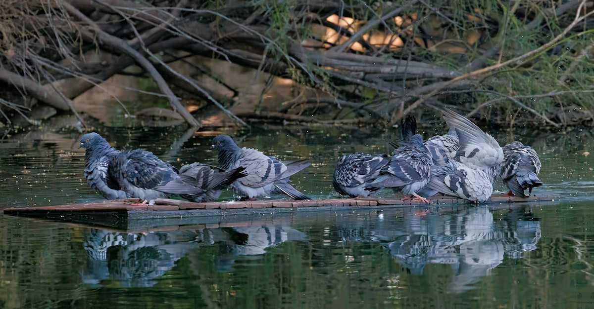 Rock Pigeon (Feral Pigeon) - ML620604299