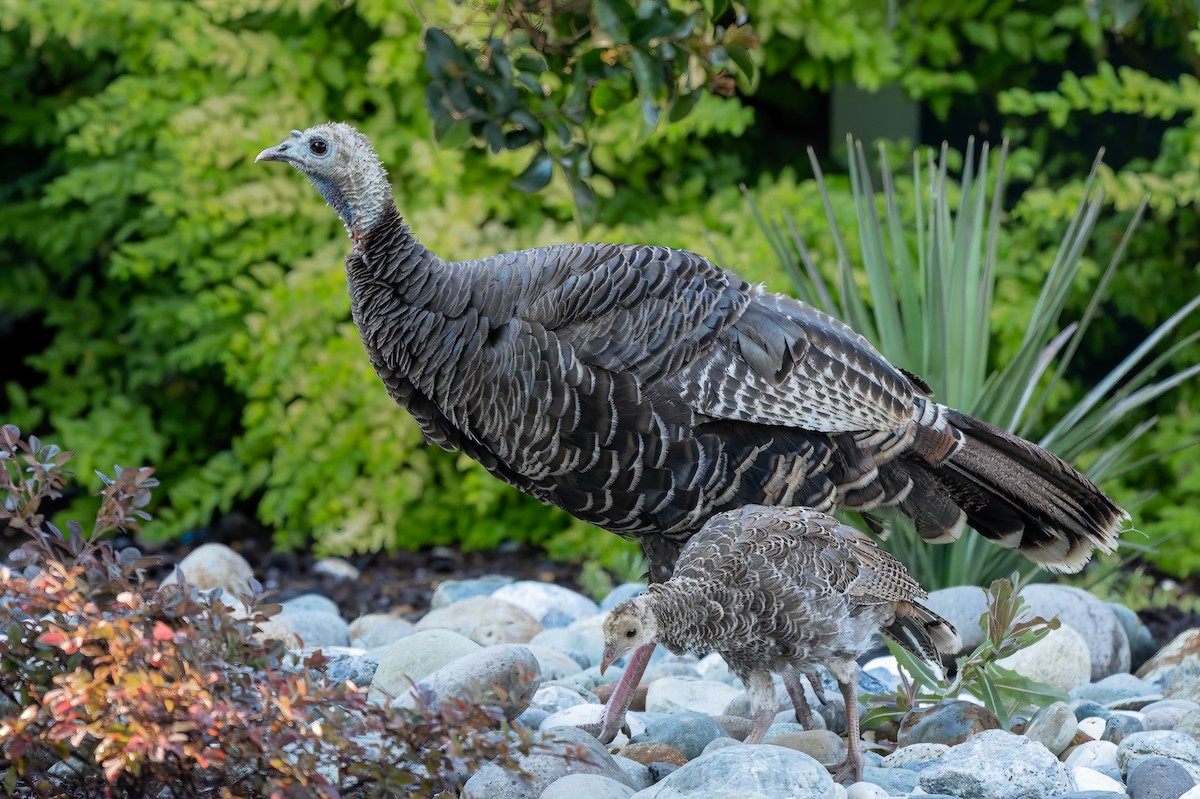 Wild Turkey - ML620604300