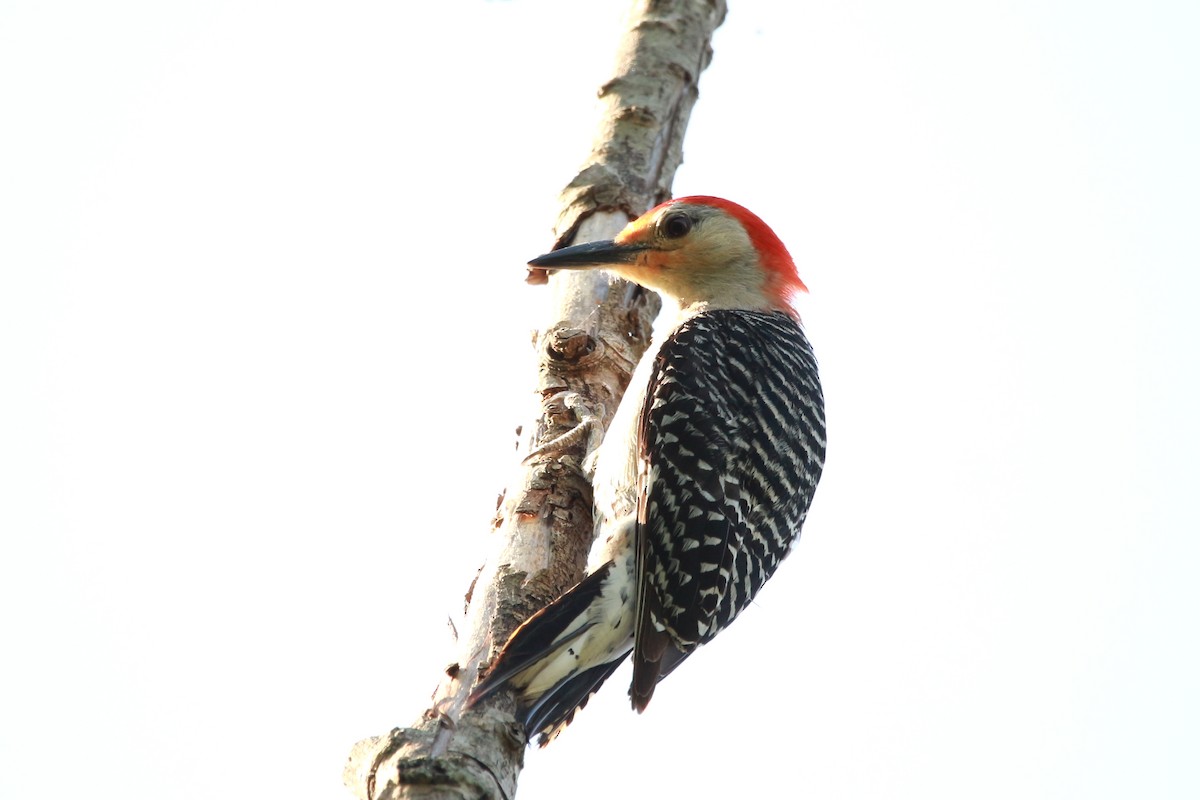 Red-bellied Woodpecker - ML620604303