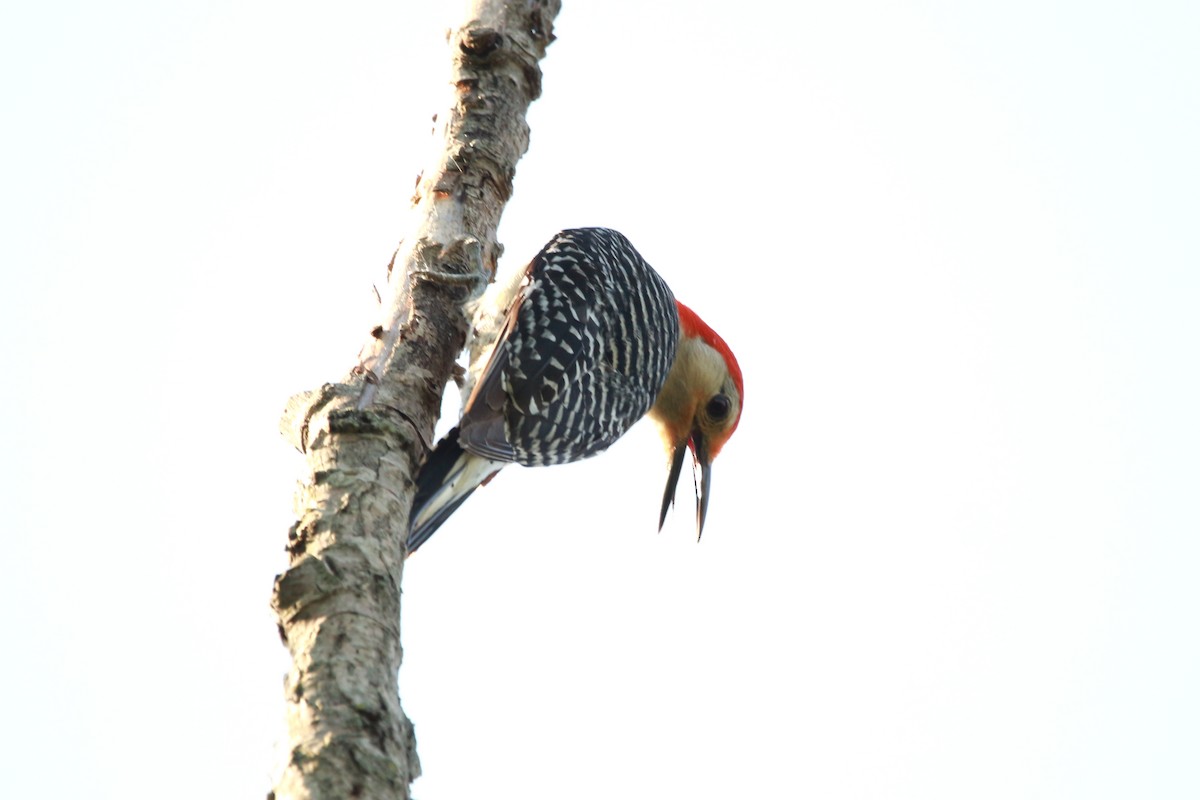Red-bellied Woodpecker - ML620604304
