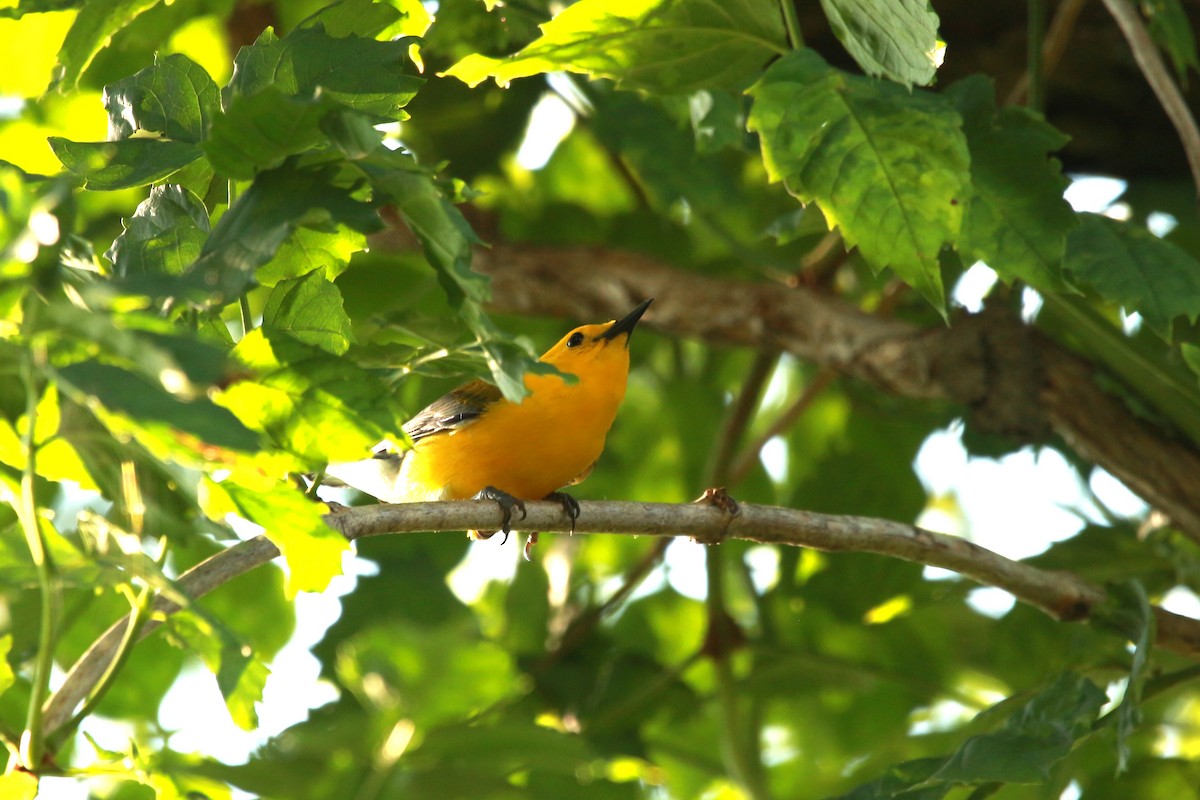 Prothonotary Warbler - ML620604308