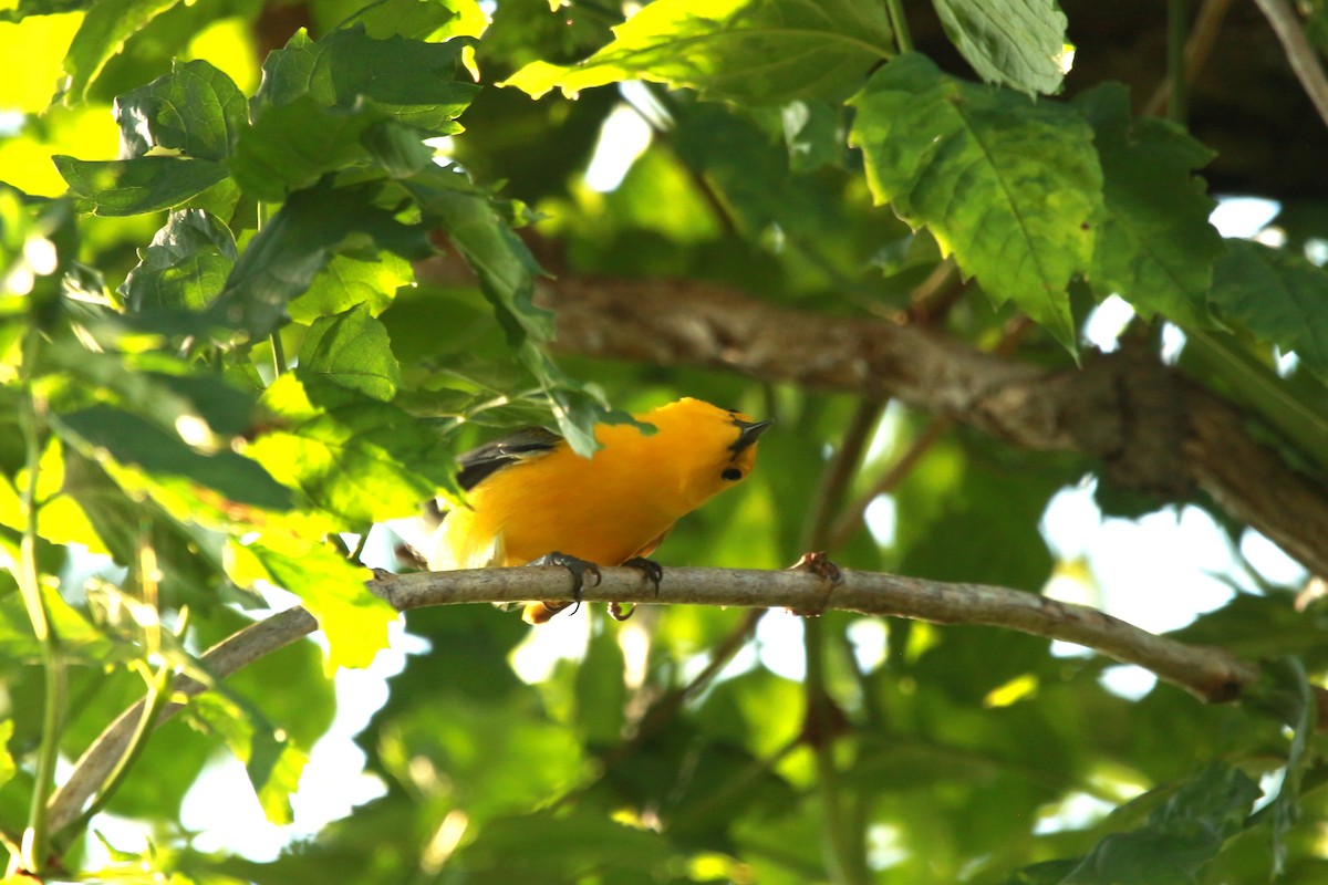 Prothonotary Warbler - ML620604309