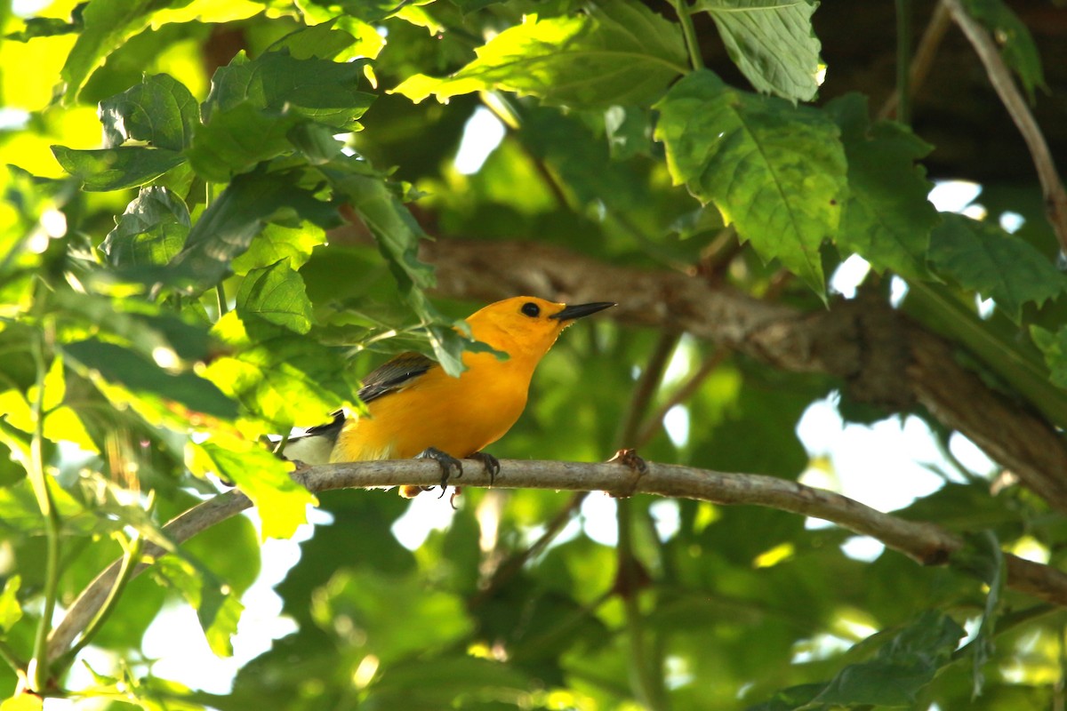 Prothonotary Warbler - ML620604310