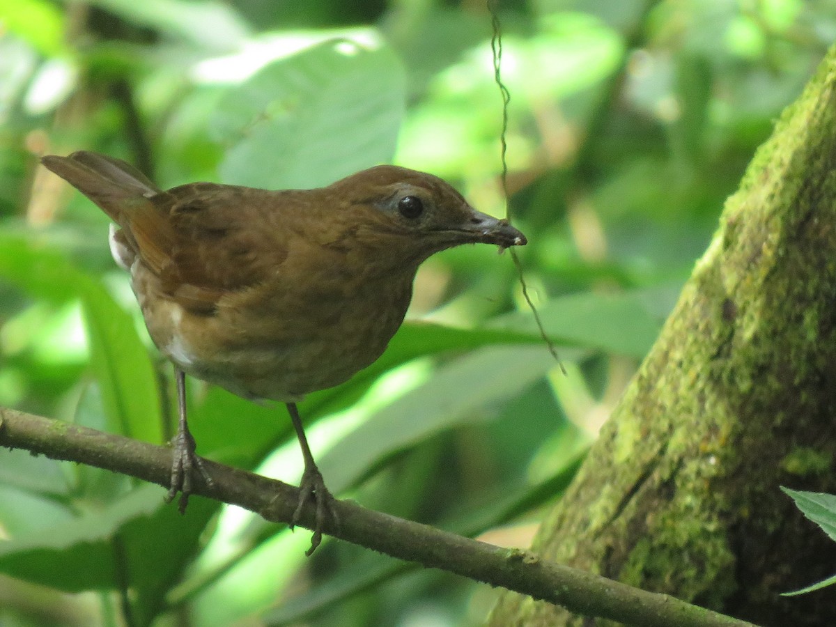 Cocoa Thrush - ML620604311