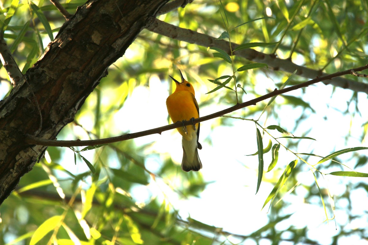 Prothonotary Warbler - ML620604312