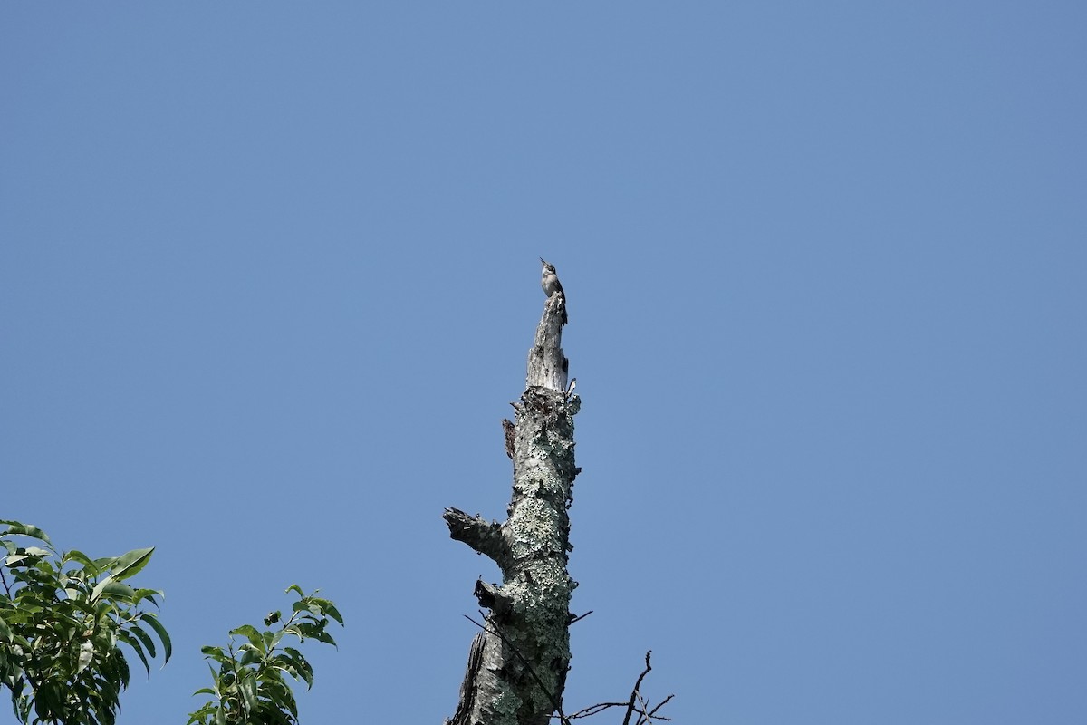 House Wren - ML620604315