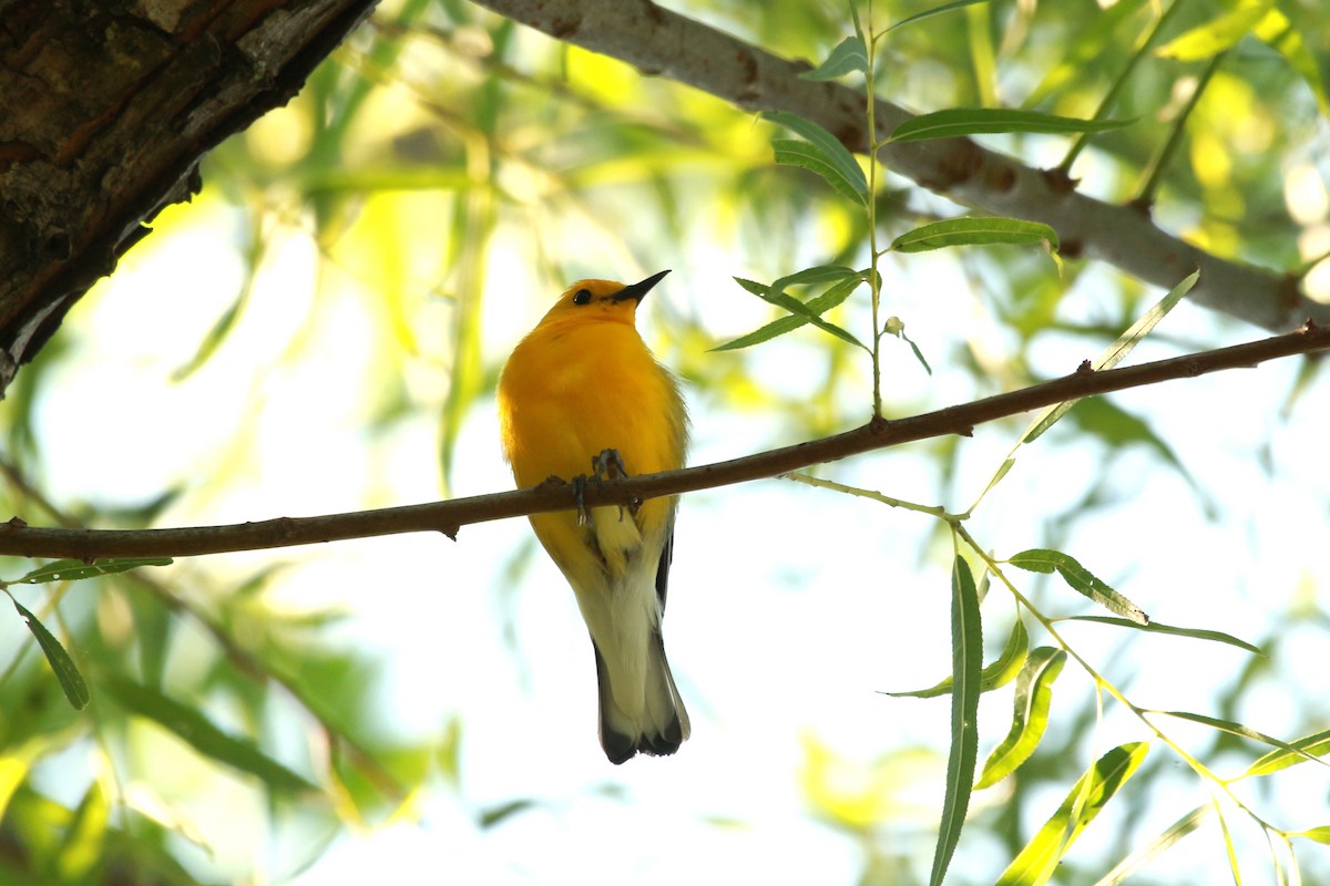 Prothonotary Warbler - ML620604321