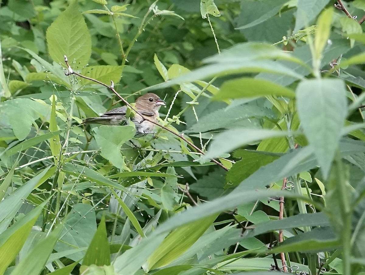 Indigo Bunting - ML620604333