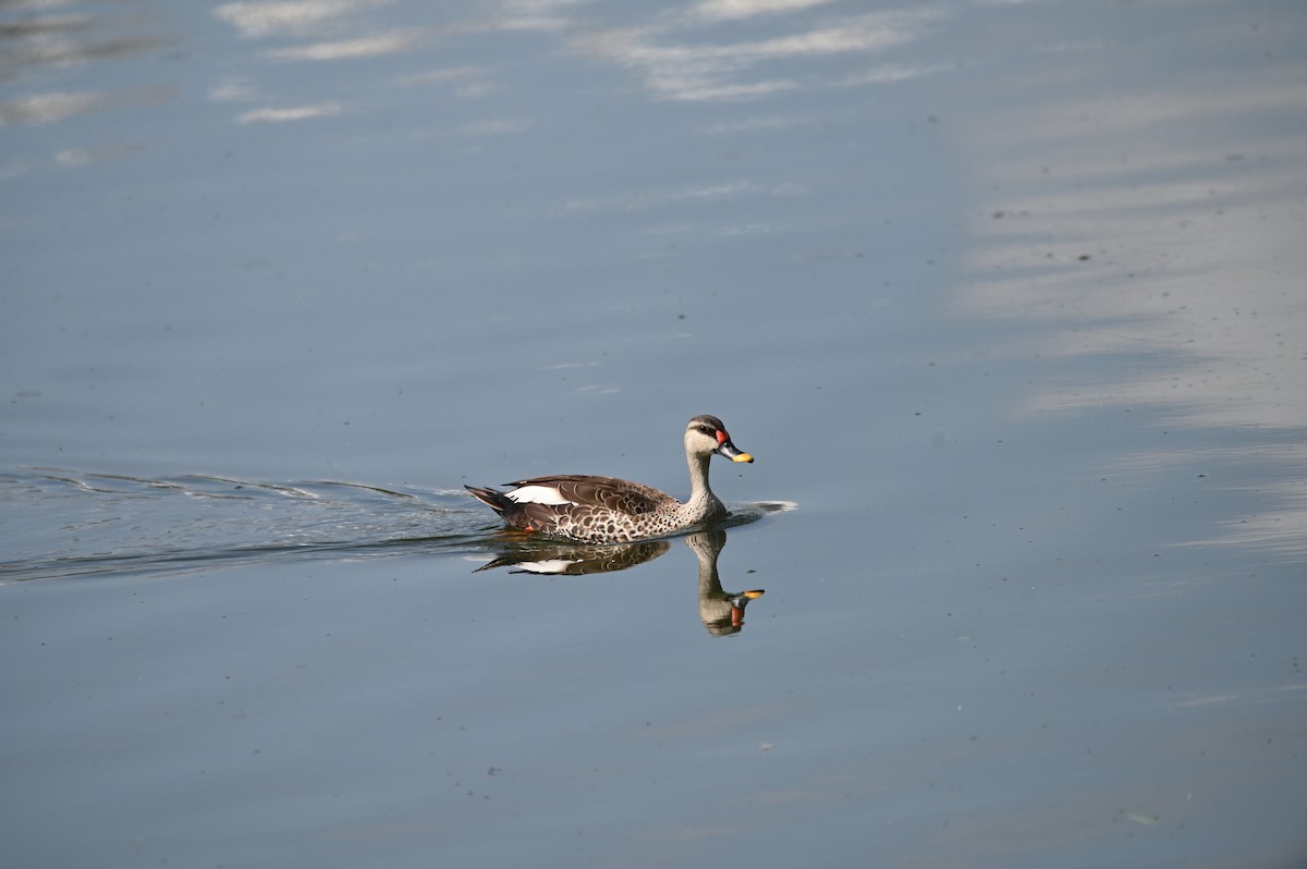 Indian Spot-billed Duck - ML620604337