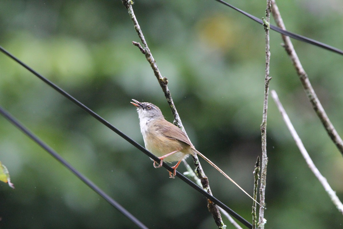 Prinia Montana - ML620604338