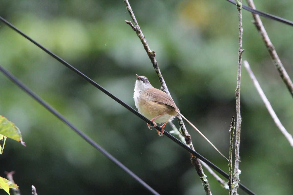 Prinia Montana - ML620604339