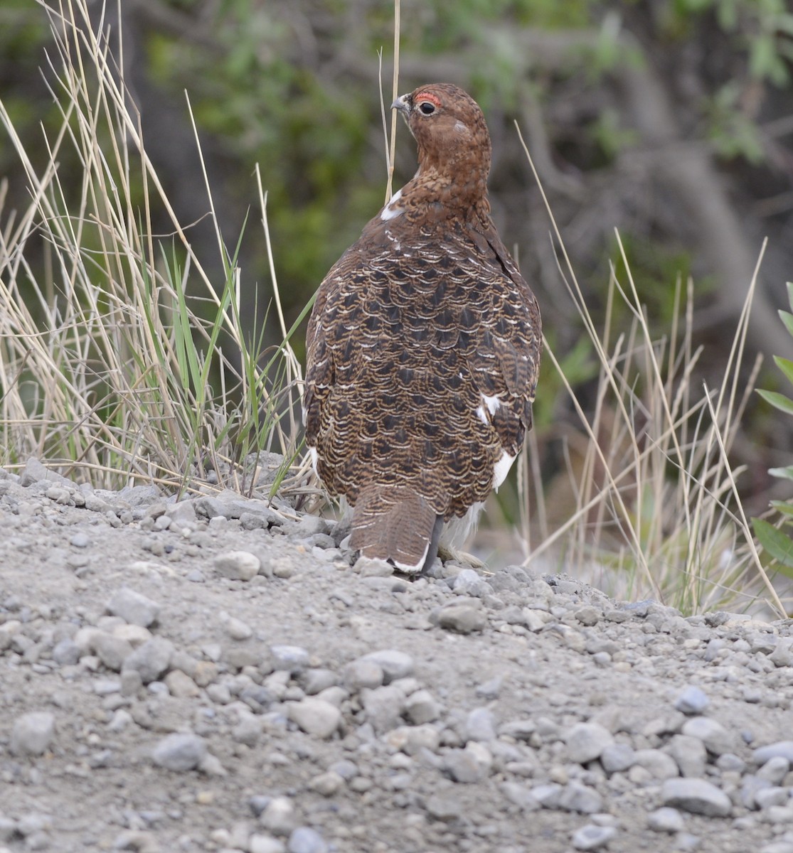 カラフトライチョウ - ML620604341