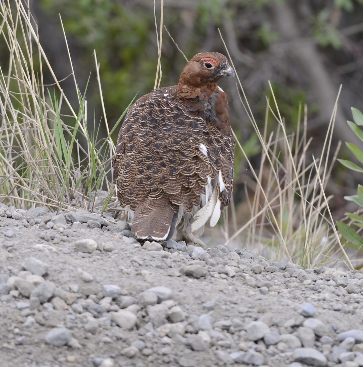 カラフトライチョウ - ML620604349