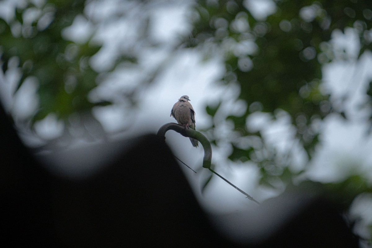 Spotted Dove - ML620604351