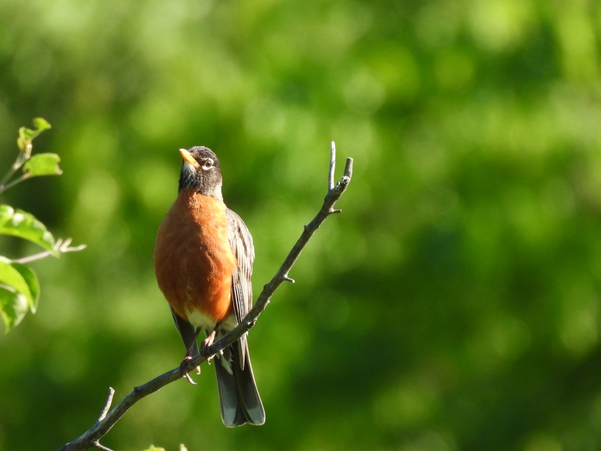 American Robin - ML620604353