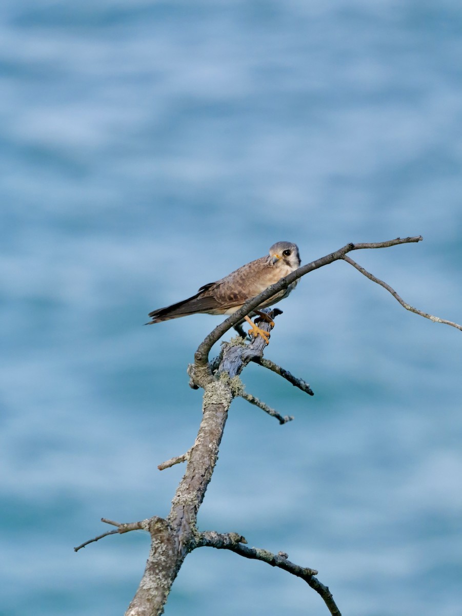 American Kestrel - Jamie Hatcher