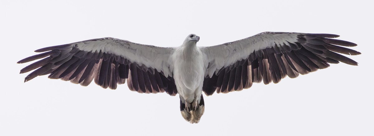 White-bellied Sea-Eagle - ML620604359