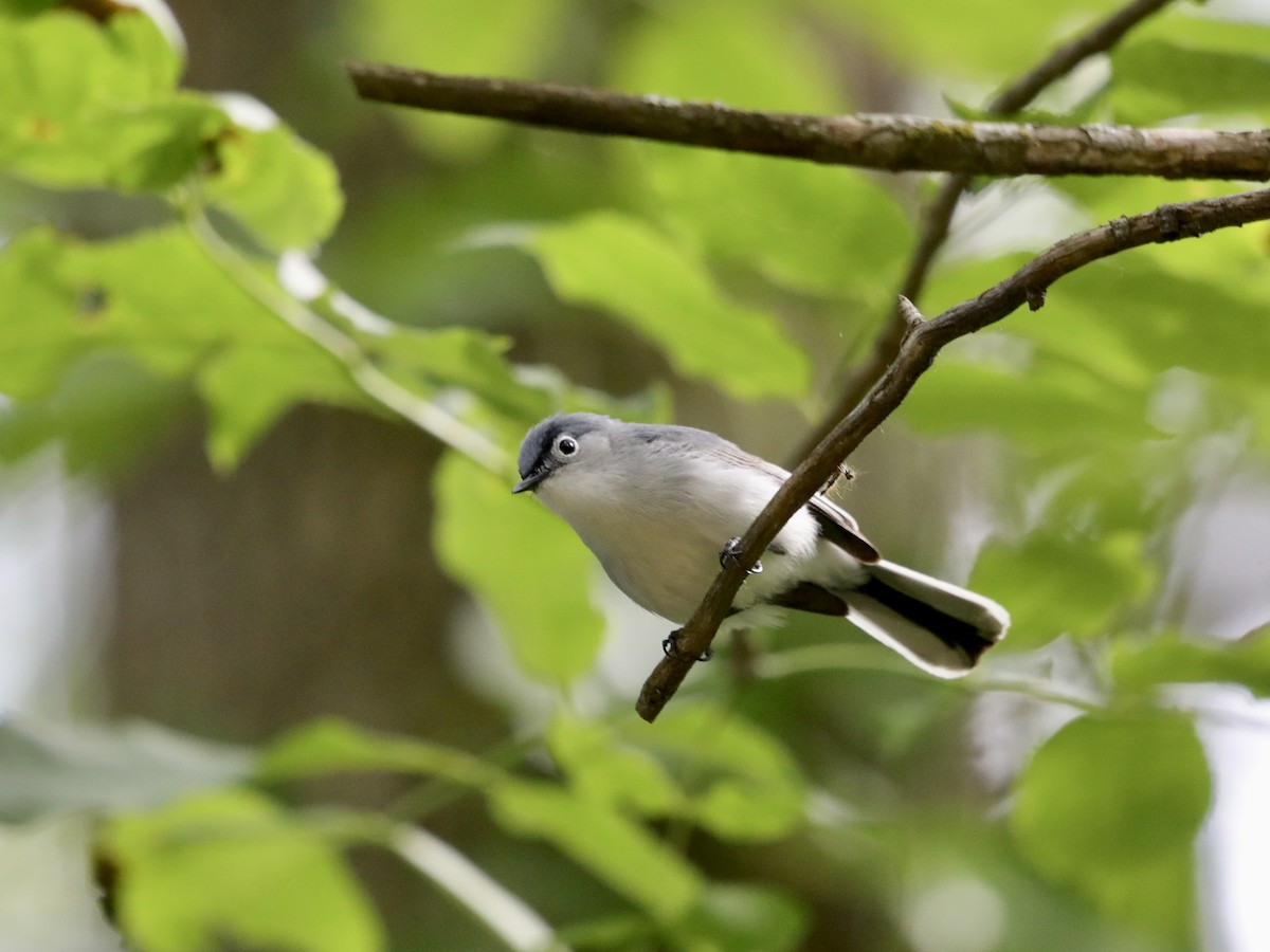 Blue-gray Gnatcatcher - ML620604363