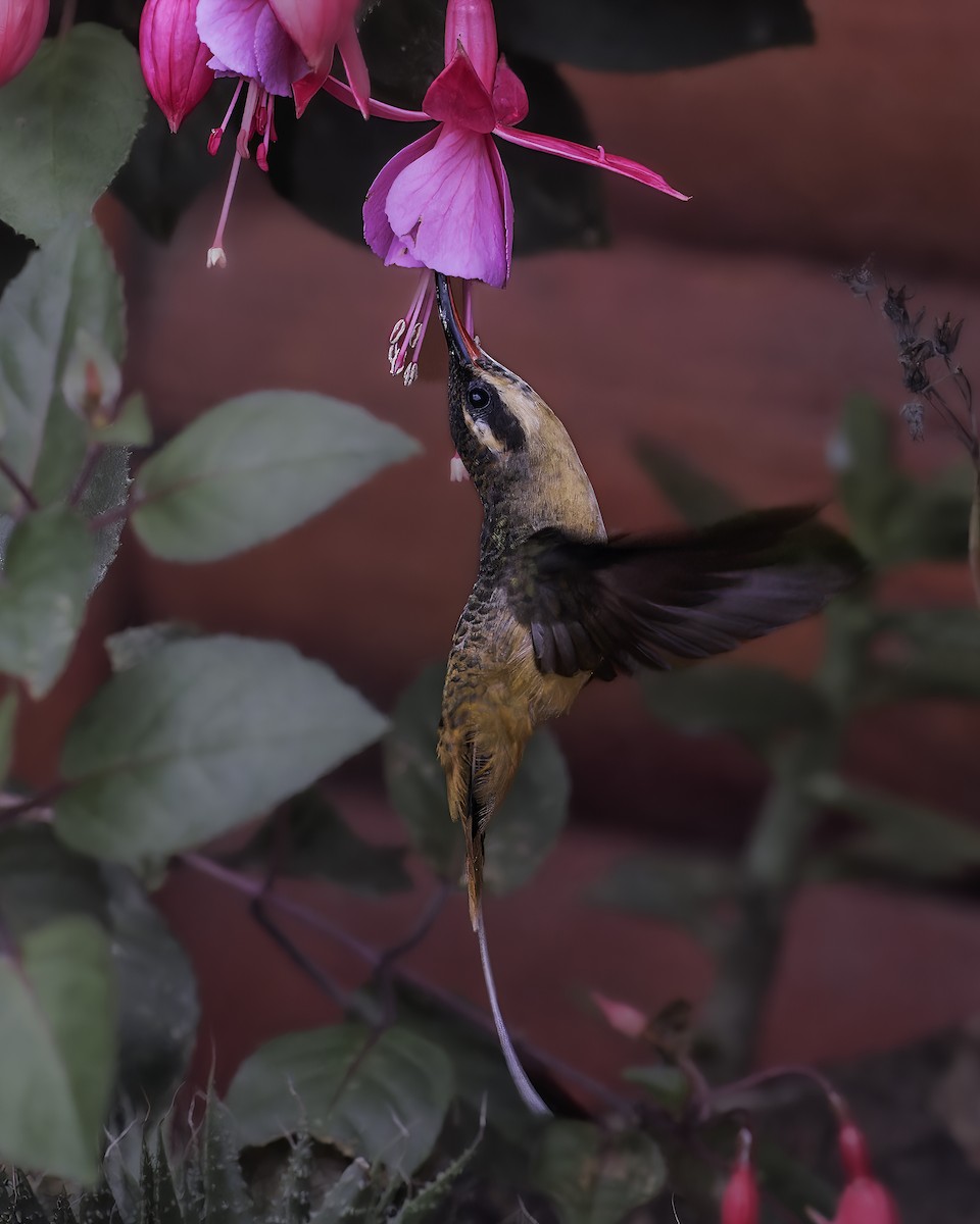 Ржавчатый колибри-отшельник - ML620604368