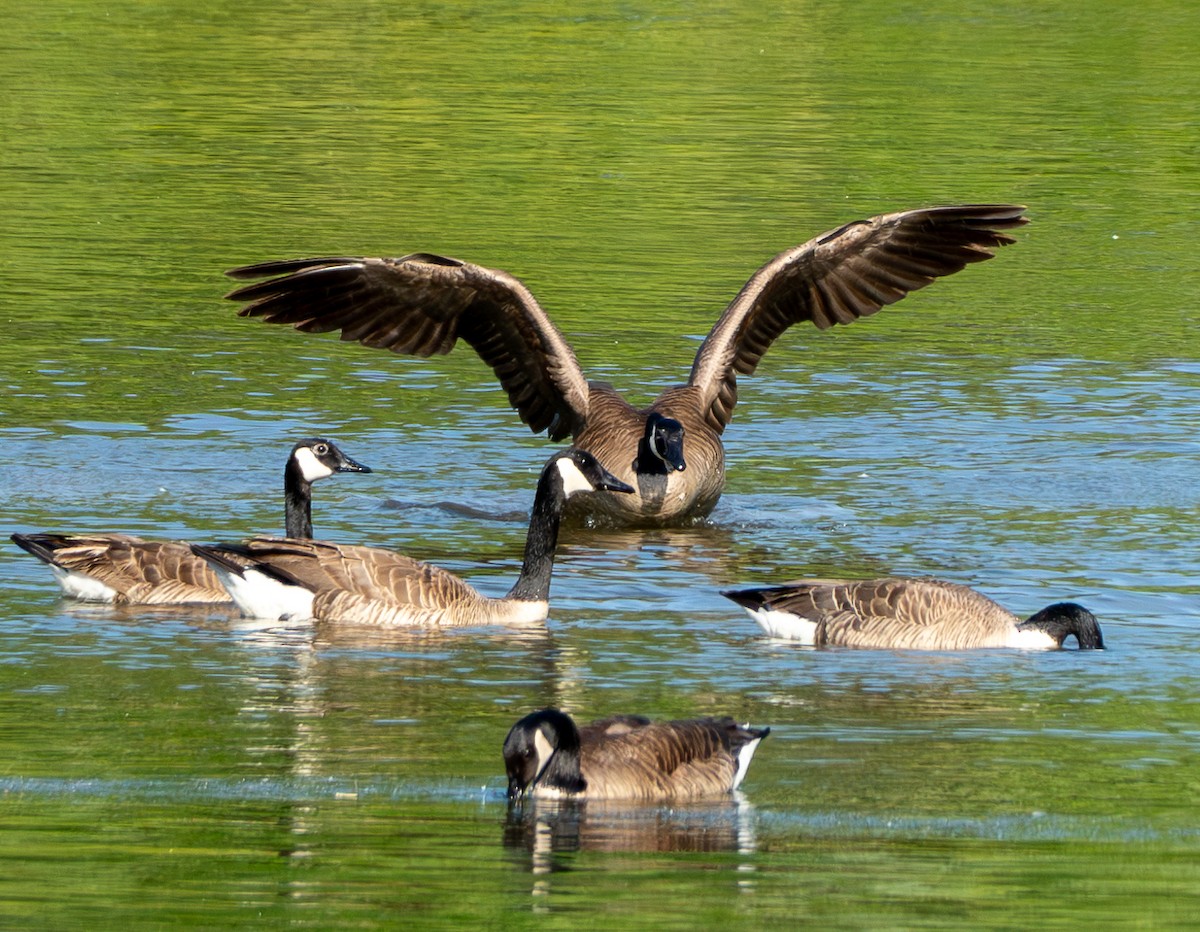 Canada Goose - ML620604372