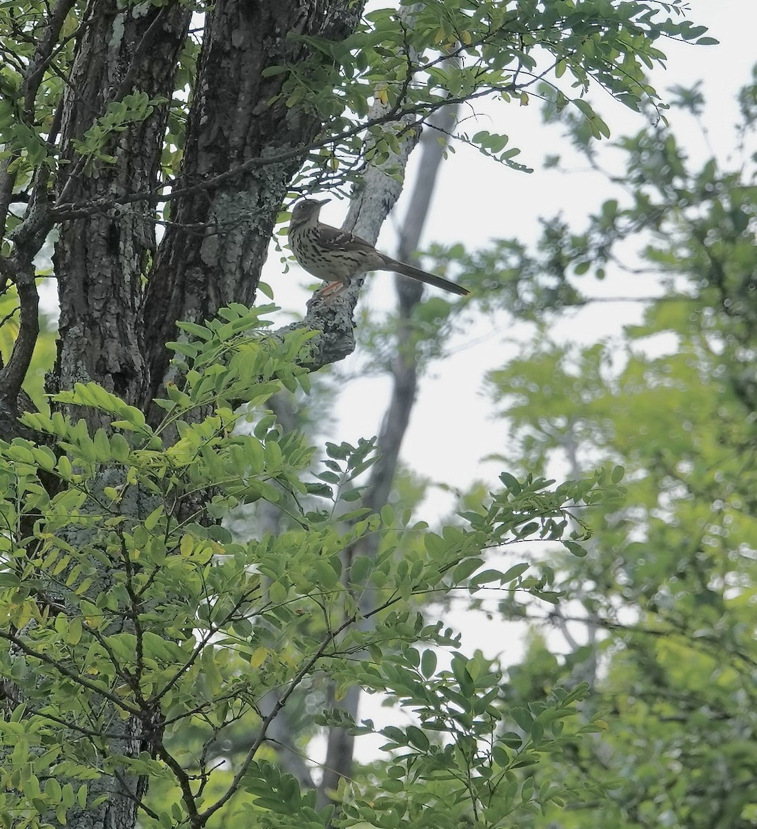 Brown Thrasher - ML620604374