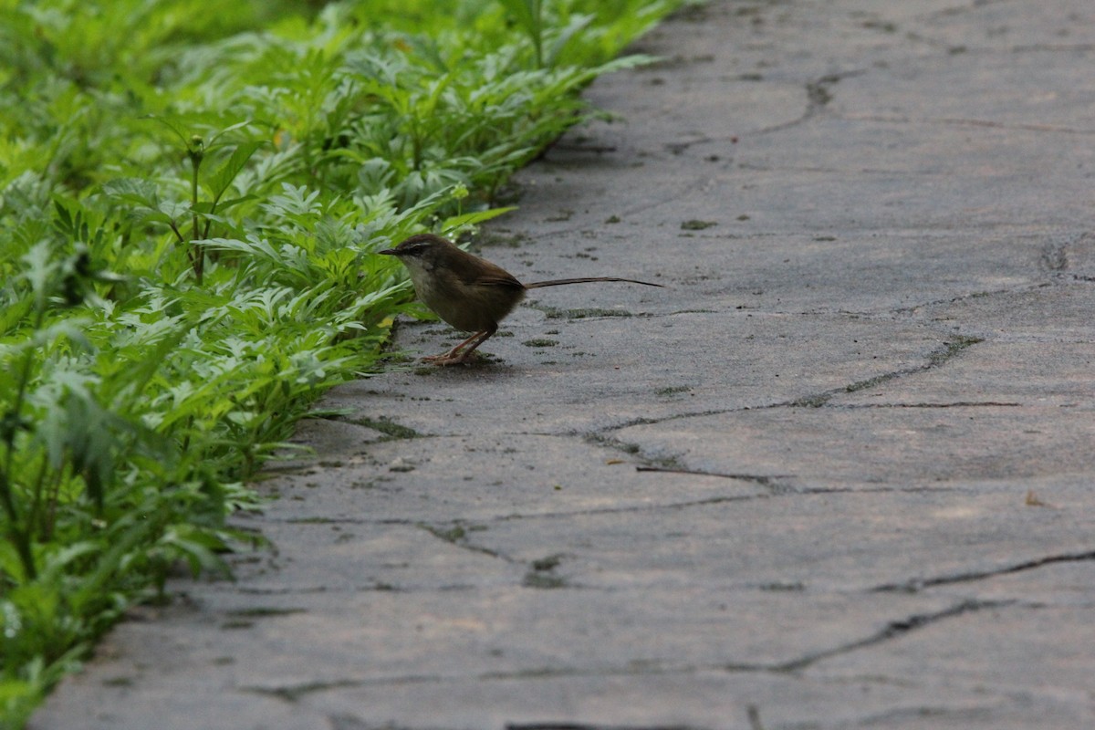 Prinia Montana - ML620604376