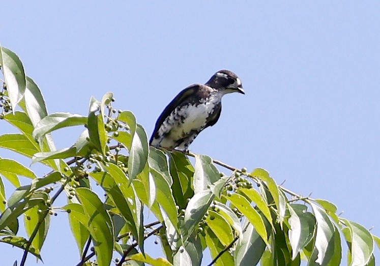 White-browed Purpletuft - ML620604377