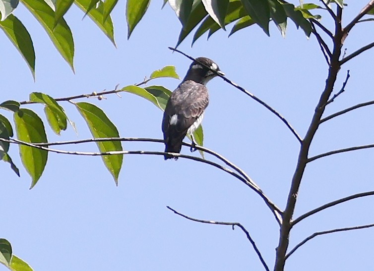 White-browed Purpletuft - ML620604379