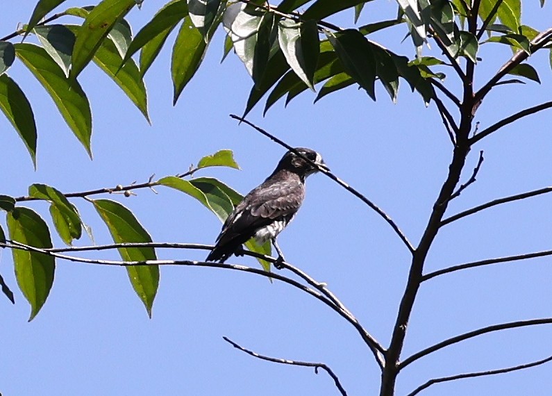 Cotinguita Cejiblanco - ML620604380