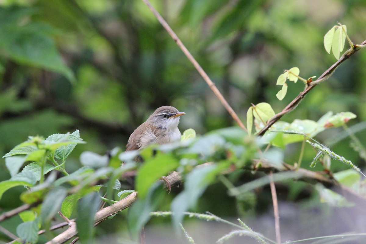 Hill Prinia - ML620604382