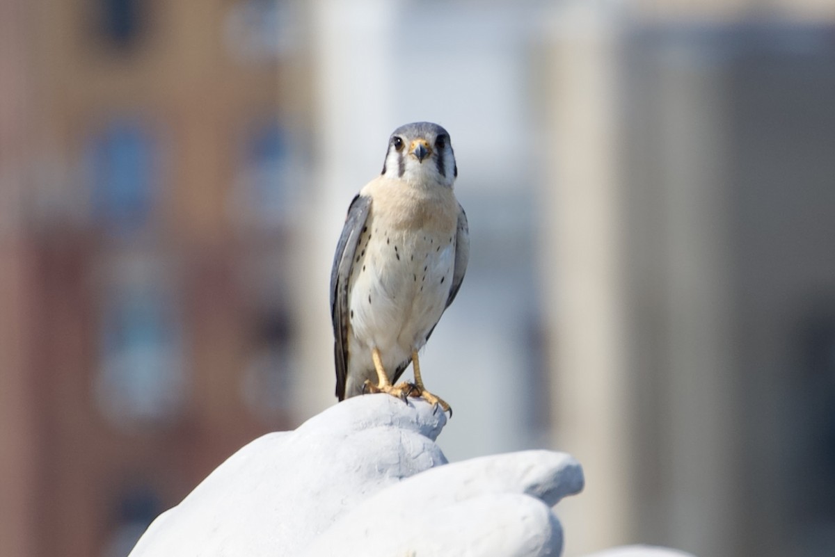 American Kestrel - ML620604385