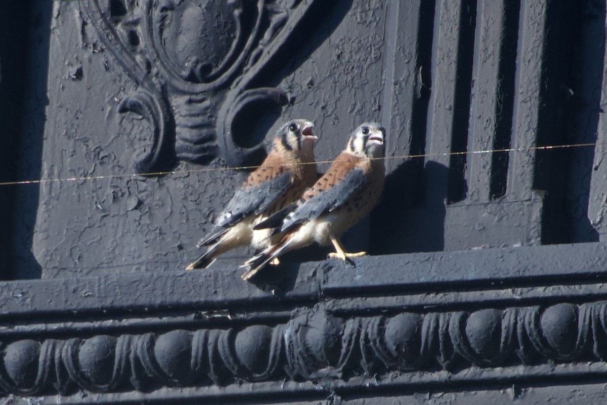 American Kestrel - ML620604386