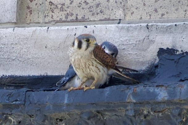 American Kestrel - ML620604387