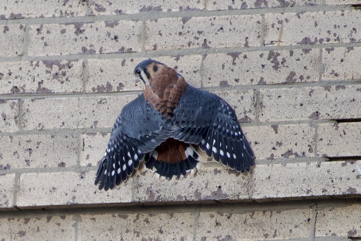 American Kestrel - ML620604389