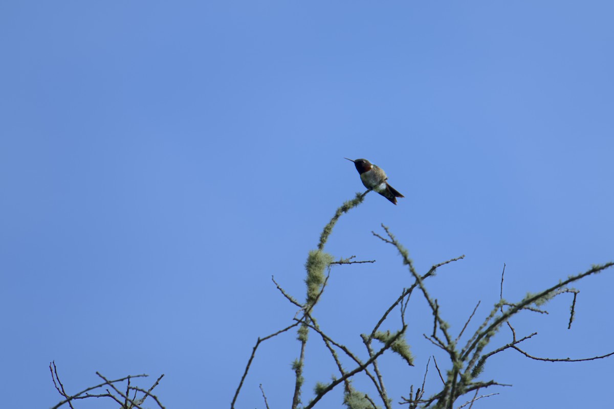 Colibri à gorge rubis - ML620604390