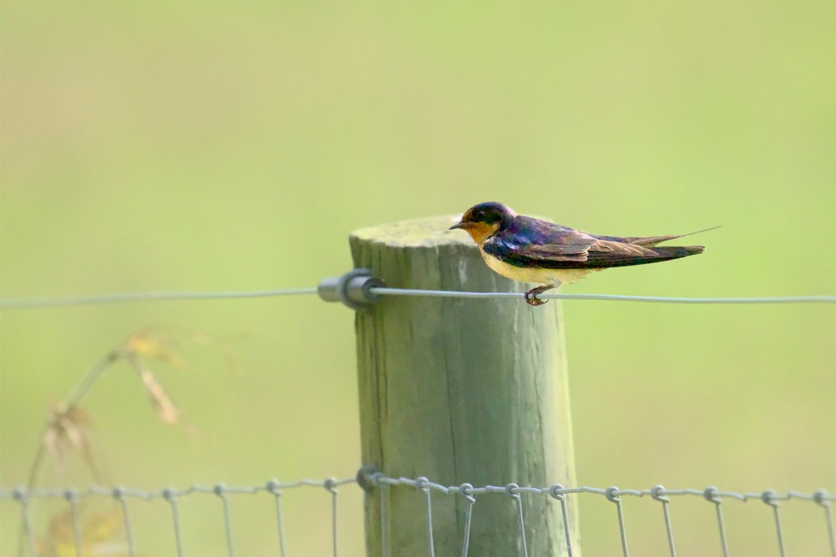 Barn Swallow - ML620604393