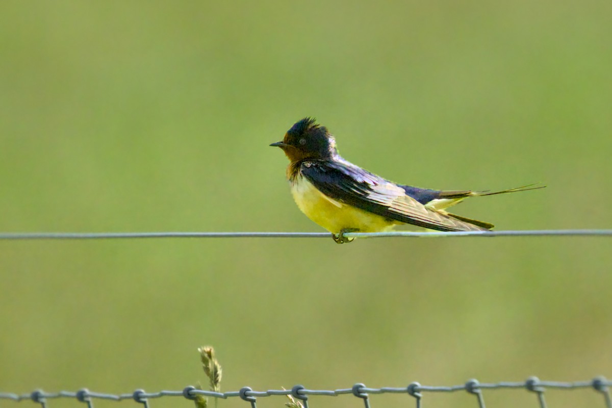 Barn Swallow - ML620604394